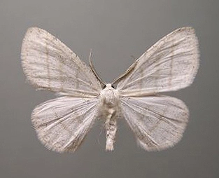 witte grijsbandspanner, Cabera pusaria, Han KS, coll. Naturalis, Leiden, 17866.jpg